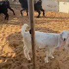 معزا اجفره صنف