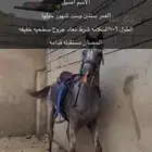 حصان كفو