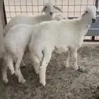 خرفان طيبه