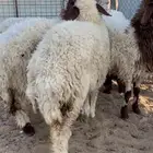 ذبايح للبيع