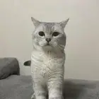 قط ذكر لتبني أمريكي انتاج حلو بعد