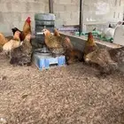 دجاج براهما