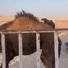 قعدان قصب 2 صفر و2 مجاهيم بريه وتحت امهاتها للبيع جملله وتف