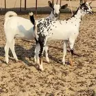 2جفار فواخر