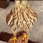 باشق