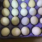 مطلوب بيض بلدي او فيومي من 15طبق لي 30