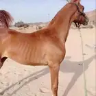 فرس عليها مهره ومهر