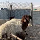 ذبايح للبيع