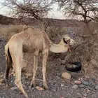 جمل حر للبيع