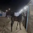 مهره للبيع