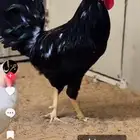 السلام عليكم ورحمة وبركاته