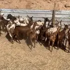 معزا جنوبيات وعمانيات