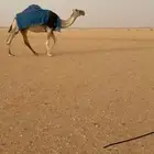 وضحاء طيبه ساسها من الودايع لقحه علي باتلي