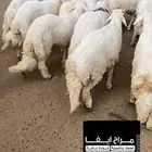 مراح ايفا للذبايح
