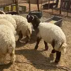 رخال نعيم