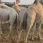 للبيع ابل قصب