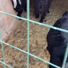 غنم معزاء دفيع أسنان