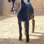 م شاءالله تبارك الرحمن تيس زبده فل الفل