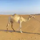 مهجنه سلاله طيبه