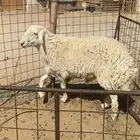 فحل حري طيب مشروط مفحوص ملطيه