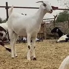 جفره بيشيه