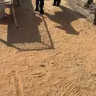 جفره