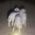 حريات