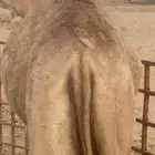 بكره للبيع