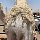قعود قصب فاخر ونضيف وسمين