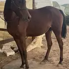 فرس واهو لقاح