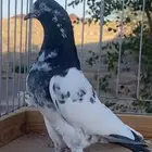 جوز تيدي للبيع
