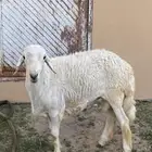 عندي تيوس جذعان سمان وخروف جذع حق مناسبات
