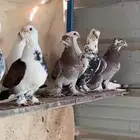 حمام
