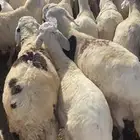 طليان سواكن بيض