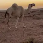 وضحا معشر لها شهرين