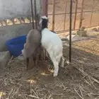 طليان