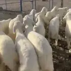 بهم للبيع