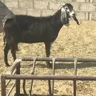 عنز عارضيه للبيع