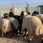 خرفان للبيع