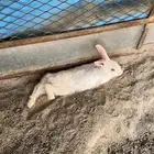 أرانب تحتها 5 توها ولده