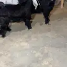 عنز عارضيه معها جفره