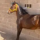 واهو جزيري فاخررر