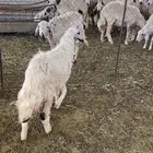 عجمه صفرا