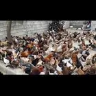 دجاج بلدي العدد حوالي 750