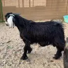 تيوس عوارض ثلاجة