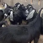 معزاء طيبه مراح واحد ماشاء الله تبارك الرحمن