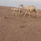 عشاير وضح تحتهن بكار طيبات