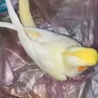 فرخ كروان مفطوم