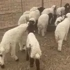 طليان للبيع