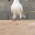 حمام شامي